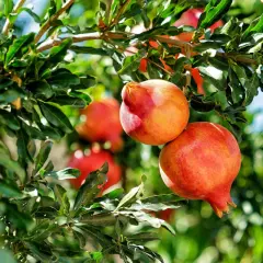 Reife Granatäpfel hängen an einem Baum in Deutschland. Die roten Früchte sind von grünen Blättern umgeben.