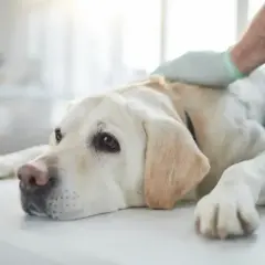 Weterynarz bada labradora, który może mieć szybko rosnące guzy. Pies leży na stole, wygląda na smutnego i zmęczonego.