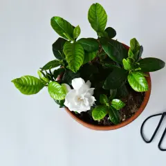 Kwiat gardenia w doniczce, obok nożyczki. Piękny, biały kwiat gardenii z zielonymi liśćmi.