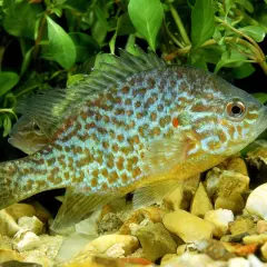 Un magnifique poisson carpe soleil aux couleurs vives, nageant parmi les plantes aquatiques et les cailloux.