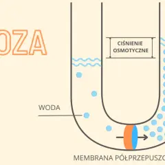 Ilustracja pokazuje, na czym polega osmoza: woda przenika przez membranę półprzepuszczalną do roztworu, wyrównując stężenie.