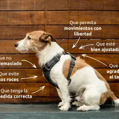 Un perro pequeño con arnés, con indicaciones sobre cómo debe ser un arnés ideal: ligero, ajustable, cómodo y que no roce.