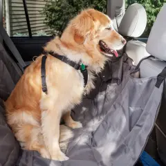 Golden retriever sentado en funda protectora para coche, listo para viajar sin mareos, como si tomara biodramina para perros.