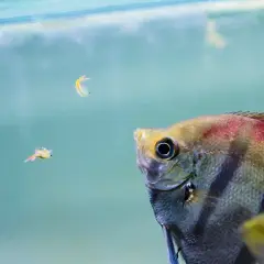Jaki żywy pokarm dla rybek akwariowych zapewni im zdrowie i wzrost?