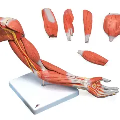 Model anatomiczny przedstawiający mięśnie i nerwy ramienia i dłoni. Ciało ludzkie, części ciała ręka.