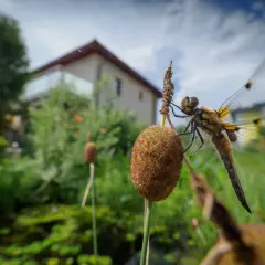 Libelle auf einem Schilfhalm, ein detaillierter libelle steckbrief im Fokus. Im Hintergrund ein Haus und üppige Vegetation.