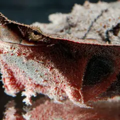 La tortuga mata mata, con su hocico tubular y piel rugosa, se camufla perfectamente en su entorno acuático.