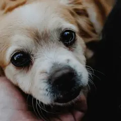 Un perro con ojos grandes y expresivos recibe una caricia. Aprende cómo tranquilizar a un perro con este gesto de afecto.