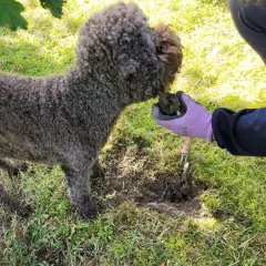 En hund hjälper till att leta efter svamp. Visste du att det finns tryffel i Sverige?