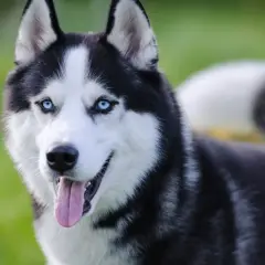 Piękny husky syberyjski z niebieskimi oczami i wywieszonym językiem na tle zielonej trawy.