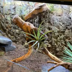 Jak zbudować terrarium dla żółwia lądowego? Poradnik krok po kroku