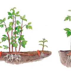So einfach lassen sich Himbeeren vermehren: Ein Ausläufer wird abgetrennt und bildet neue Wurzeln.