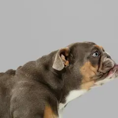 Un cachorro bulldog con orejas hacia atrás, mirando atentamente a un lado.