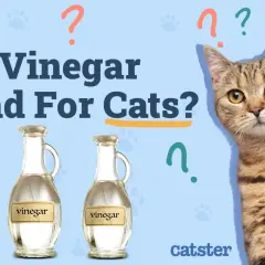 A cat looks at two bottles of vinegar, questioning, "Is vinegar bad for cats?