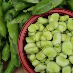 Fave fresche, appena sgranate, pronte per essere cucinate. Un tesoro verde della terra.