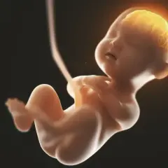 Płód w 5 miesiącu ciąży, z widocznym, świecącym mózgiem, rozwija się w ciemności.