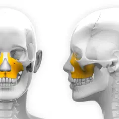Szczęka, kluczowy element anatomii twarzy, wyróżniona na żółto na modelach czaszki.