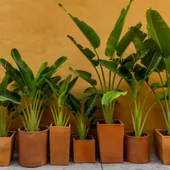 Kilka bananowców w doniczkach, z dużymi, zielonymi liśćmi, tworzy tropikalny zakątek przy pomarańczowej ścianie.