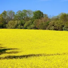 Champ de colza en pleine floraison, une mer jaune sous un ciel bleu. Cette variété de colza promet une belle récolte.