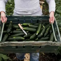 Ile kcal ma cukinia? Zaskakujące fakty o jej kaloryczności