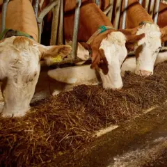 Bydło opasowe zajada się paszą treściwą. Widać słomę i inne składniki, które tworzą zbilansowaną dietę.