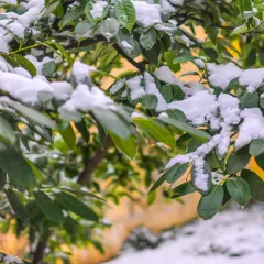 Zielona laurowiśnia zimą, pokryta białym puchem śniegu. Liście kontrastują z żółtą ścianą w tle.