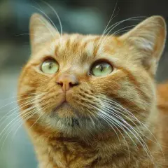 Cuándo es el día del gato y por qué es importante celebrarlo