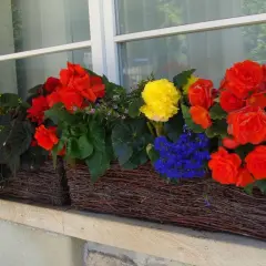 Kolorowe begonie na balkon: czerwone, żółte i białe kwiaty w wiklinowych skrzynkach tworzą radosną kompozycję.
