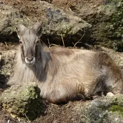 Una cabra del Himalaya, con su pelaje largo y cuernos curvados, descansa entre rocas.