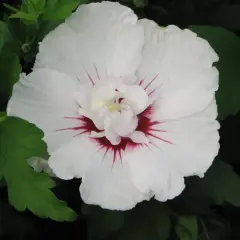 ¿Hibisco árbol o arbusto? Entiende su clasificación y cuidados