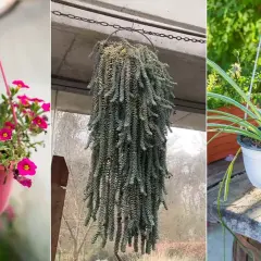Plantas que cuelgan exterior: las mejores opciones para embellecer tu espacio