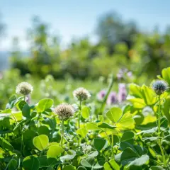 Champ de trèfles et de fleurs sauvages, un remède de grand-mère contre les chardons.