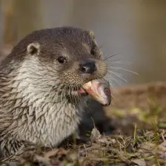 Ein Otter mit einem Fisch im Maul. Wie alt werden Otter? Diese Frage beschäftigt Naturfreunde, während sie dieses Raubtier beobachten.