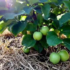 Jeunes pommes vertes sur un pommier, le sol est paillé. L'oidium pommier n'est pas visible, signe d'une bonne santé.
