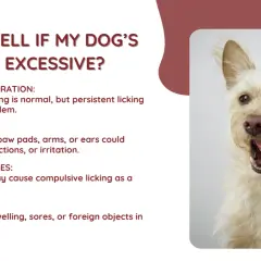 A scruffy dog licks its nose, illustrating why do dogs lick themselves. Excessive licking can signal problems like allergies or anxiety.