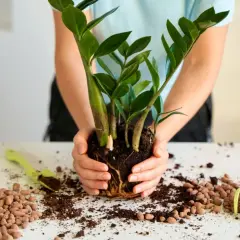Ręce trzymające roślinę z ziemią, obok garść keramzytu. To świetny materiał do drenażu, który zapobiega gniciu korzeni.