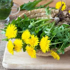 Mniszek lekarski, znany jako zioła na trzustkę, w koszyku z korzeniami i kwiatami. Obok kubek z naparem.