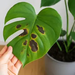 Monstera-Blatt mit unschönen braunen Flecken, die auf Pflegeprobleme hindeuten.