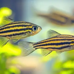 Dwie ryby zebra z czarno-złotymi pasami pływają wśród zielonych roślin akwariowych.