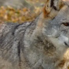 Wilk o przenikliwym spojrzeniu, jakby obserwował człowieka z dystansu, w jesiennym otoczeniu.