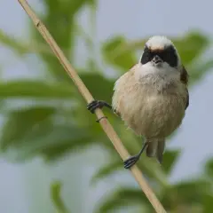 En liten falk fågel med svart ansiktsmask sitter på en gren.