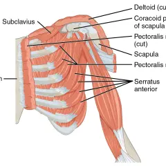 Muskeln der Brust und Schulter: Sternum, Serratus anterior, Pectoralis minor und andere.