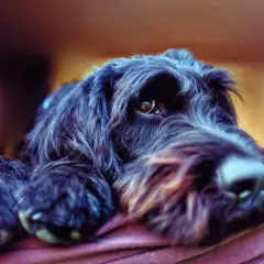 Ein schwarzer, zotteliger Hund ruht auf einer Decke. Perfekt für Allergiker Hunde, da er wenig haart.