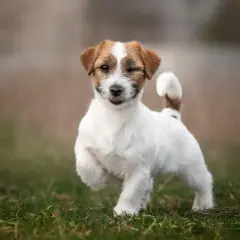 Szczeniak jack russell terrier ile powinien jeść, by uniknąć problemów zdrowotnych