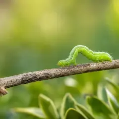 Une chenille verte se faufile sur une branche, son corps ondulant avec grâce.