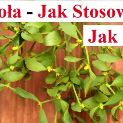 Jak parzyć herbatę z jemioły, aby wydobyć jej pełnię smaku