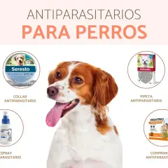 Perro feliz con collar antiparasitario. Descubre en qué mes poner collar antiparasitario para proteger a tu mascota de pulgas y garrapatas.