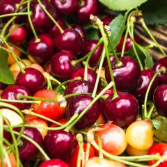 Gros plan sur des cerises rouges et jaunes, certaines avec des tiges vertes. Un cerisier autofertile promet une récolte abondante.