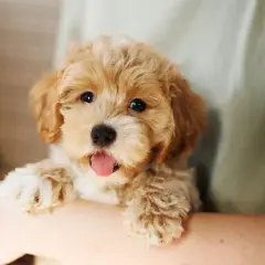 Uroczy szczeniak maltipoo, który może żyć nawet 15 lat, z języczkiem na wierzchu, w ramionach opiekuna.