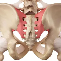 Anatomia miednicy z uwidocznioną nutacją kości krzyżowej. Mięśnie gruszkowate zaznaczone na czerwono.